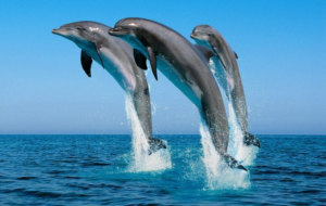 Indian River Dolphin