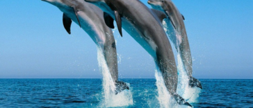 Indian River Dolphin