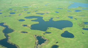 wetlands